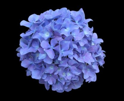l;aagblijvende blauwe hortensia - hydrangea marcophylla little blue