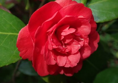 Rode-camellia-Camellia Japonica-Dubb