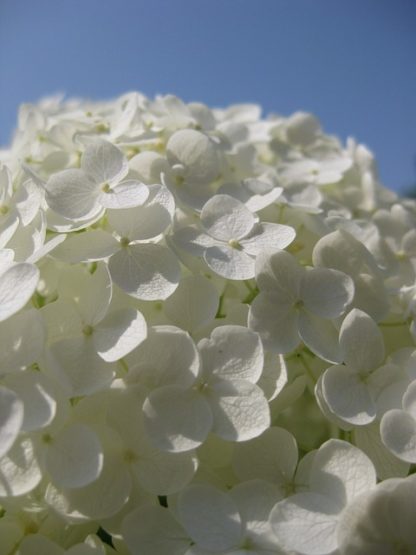 laagblijvende witte hortensia - hydrangea macrophylla little white