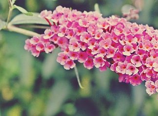 roze vlinderstruik - buddleja davidii pink delight