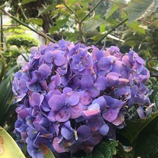 Laagblijvende-paarse-hortensia-hydrangea_macrophylla-little-purple