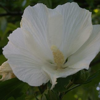 Witte-hibiscus-Hibiscus_syriacus-totus-alba.