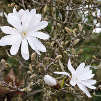 Witte-stermagnolia-Magnolia_stellata