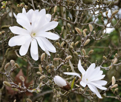 Witte-stermagnolia-Magnolia_stellata