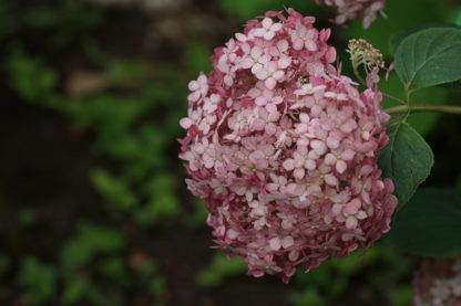 lichtroze-hortensia-annabella-hydrangae aborescens sweet annabelle