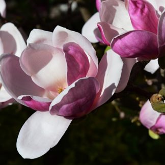 lichtroze-magnolia-magnolia-soulangeana