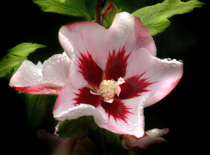 rood-roze-hibiscus-Hibiscus_syriacus_Hamabo