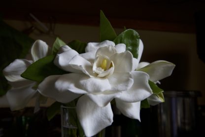 witte-Kaapse-jasmijn-gardenia-crown-jewel.