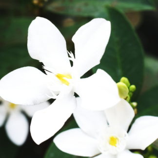 groenblijvende-Kaapse-jasmijn-gardenia-kleims-hardy