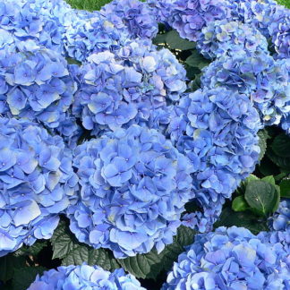 blauwe-boerenhortensia-Hydrangea_macrophylla-nikko-blue